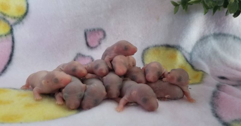 Huntington Beach, California - baby rats need rehoming ...